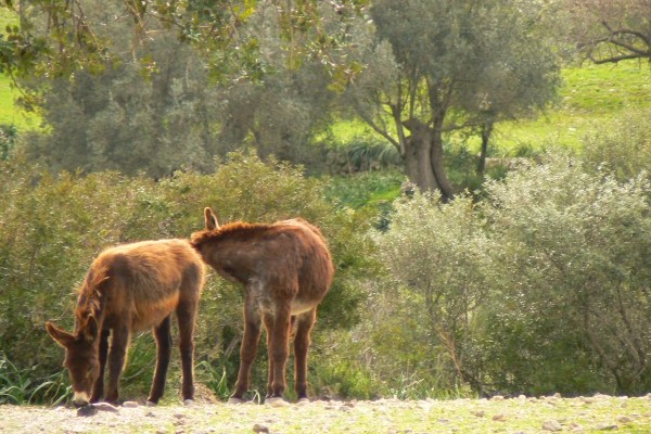Donkeys Mallorca