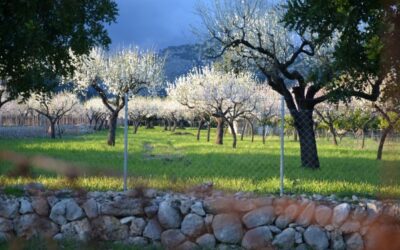 Picture of the day: late-afternoon almond blossom